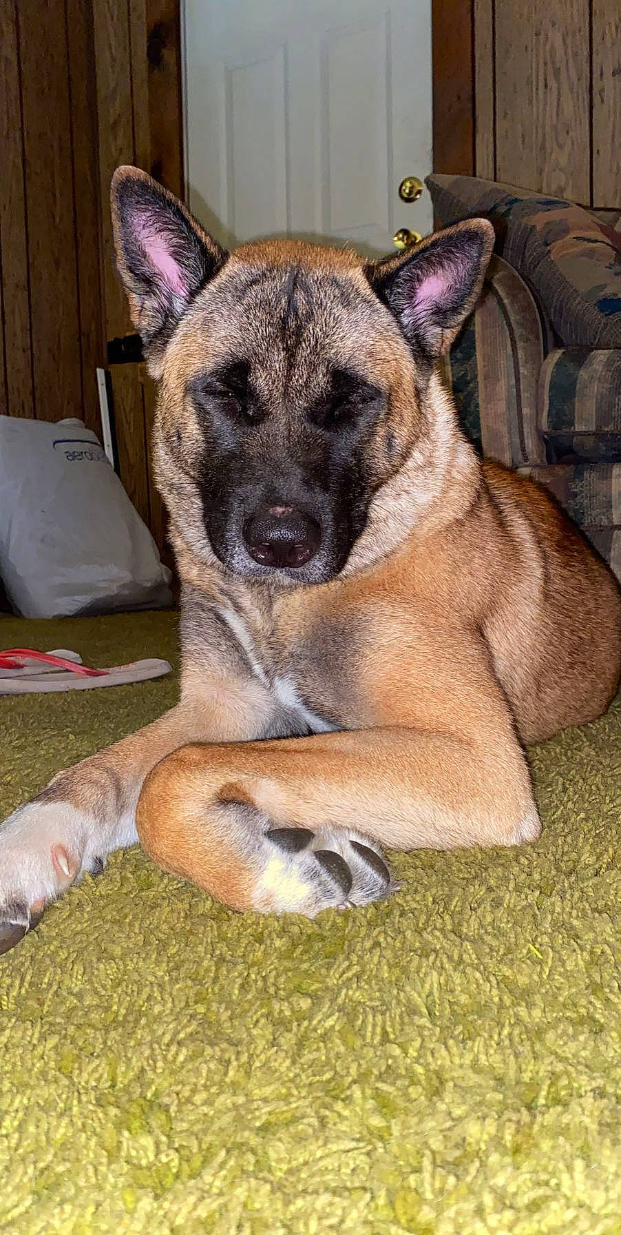 Cocoa is registered to the contest to win money with this photo: canidae, carnivore, companion_dog, dog, dog_breed, fawn, german_shepherd_dog, herding_dog, old_german_shepherd_dog, plant, snout, sporting_group, terrestrial_animal, working_animal, working_dog