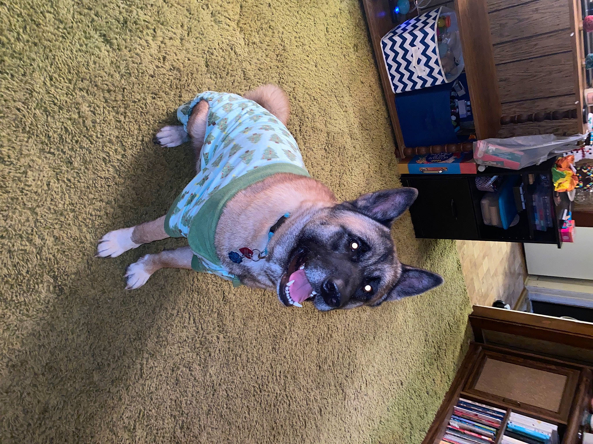 Cocoa is registered to the contest to win money with this photo: canidae, carnivore, companion_dog, dog, dog_breed, dog_clothes, dog_supply, electric_blue, fawn, felidae, flooring, non_sporting_group, pet_supply, purple, snout, soil, sporting_group, tail, toy_dog, working_animal