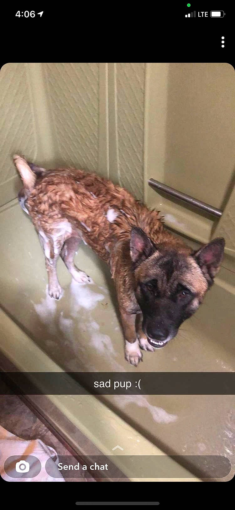 Cocoa is registered to the contest to win money with this photo: canidae, carnivore, companion_dog, dog, dog_breed, fang, fawn, felidae, fur, guard_dog, houseplant, jaw, liver, non_sporting_group, snout, sporting_group, tail, terrestrial_animal, working_animal