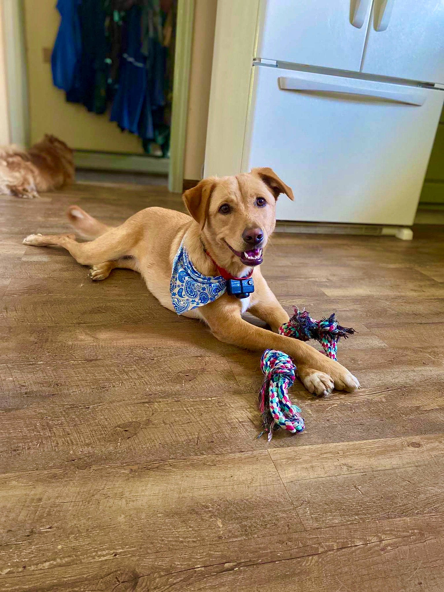 Gabby joined the competition — help win amazing prizes! canidae, carnivore, collar, companion_dog, curtain, dog, dog_breed, dog_collar, dog_supply, door, fawn, floor, flooring, leash, liver, pet_supply, snout, sporting_group, toy, working_animal