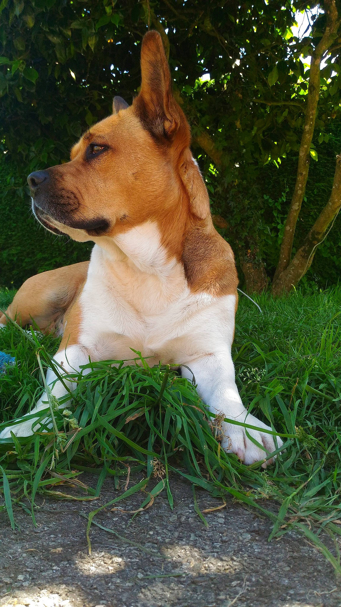 Jaska participe au concours pour gagner de l'argent avec cette photo : american_staffordshire_terrier, ancient_dog_breeds, canidae, carnivore, companion_dog, dog, dog_breed, fawn, grass, mammal, rare_breed_dog, vertebrate