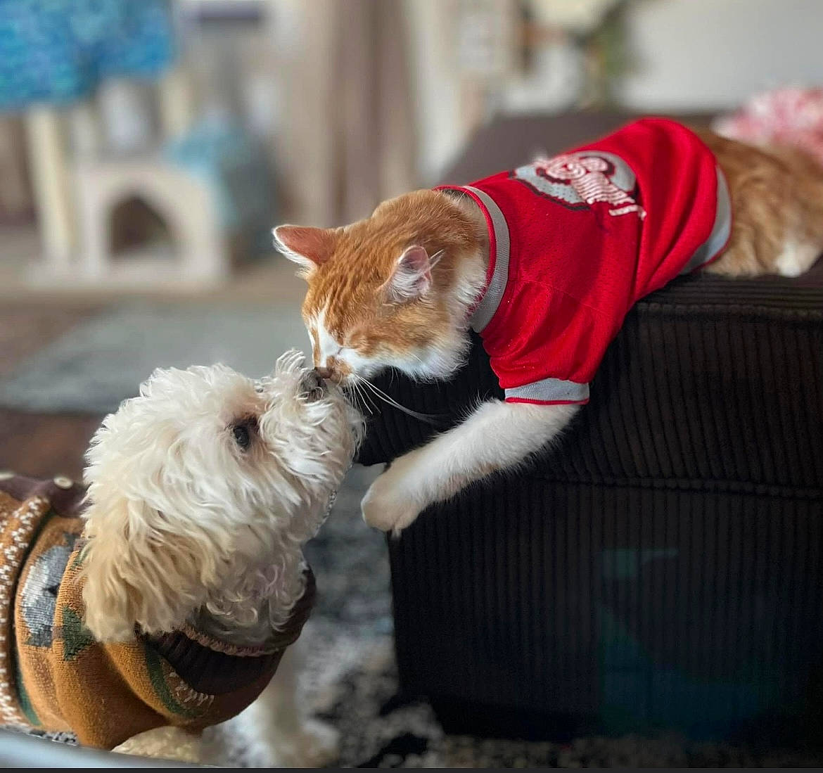 Brady joined the competition — help win amazing prizes! carnivore, cat, collar, companion_dog, dog, dog_breed, domestic_short_haired_cat, fawn, felidae, fur, leash, sitting, small_terrier, small_to_medium_sized_cats, snout, sporting_group, tail, terrier, toy, whiskers