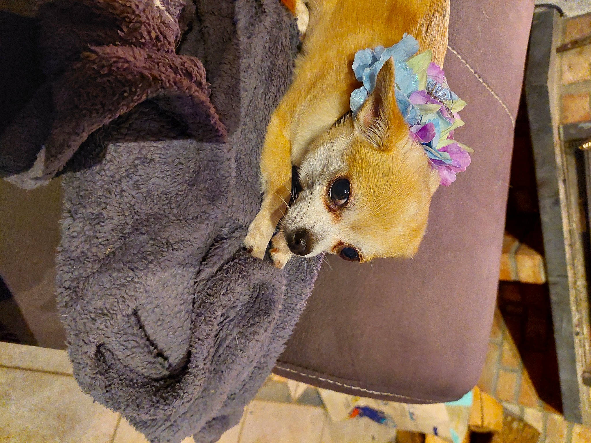 Laly participe au concours pour gagner de l'argent avec cette photo : carnivore, chihuahua, comfort, companion_dog, dog, dog_breed, dog_clothes, dog_supply, fashion_accessory, fawn, felidae, fur, small_to_medium_sized_cats, snout, stuffed_toy, sunglasses, tail, toy_dog, whiskers, working_animal