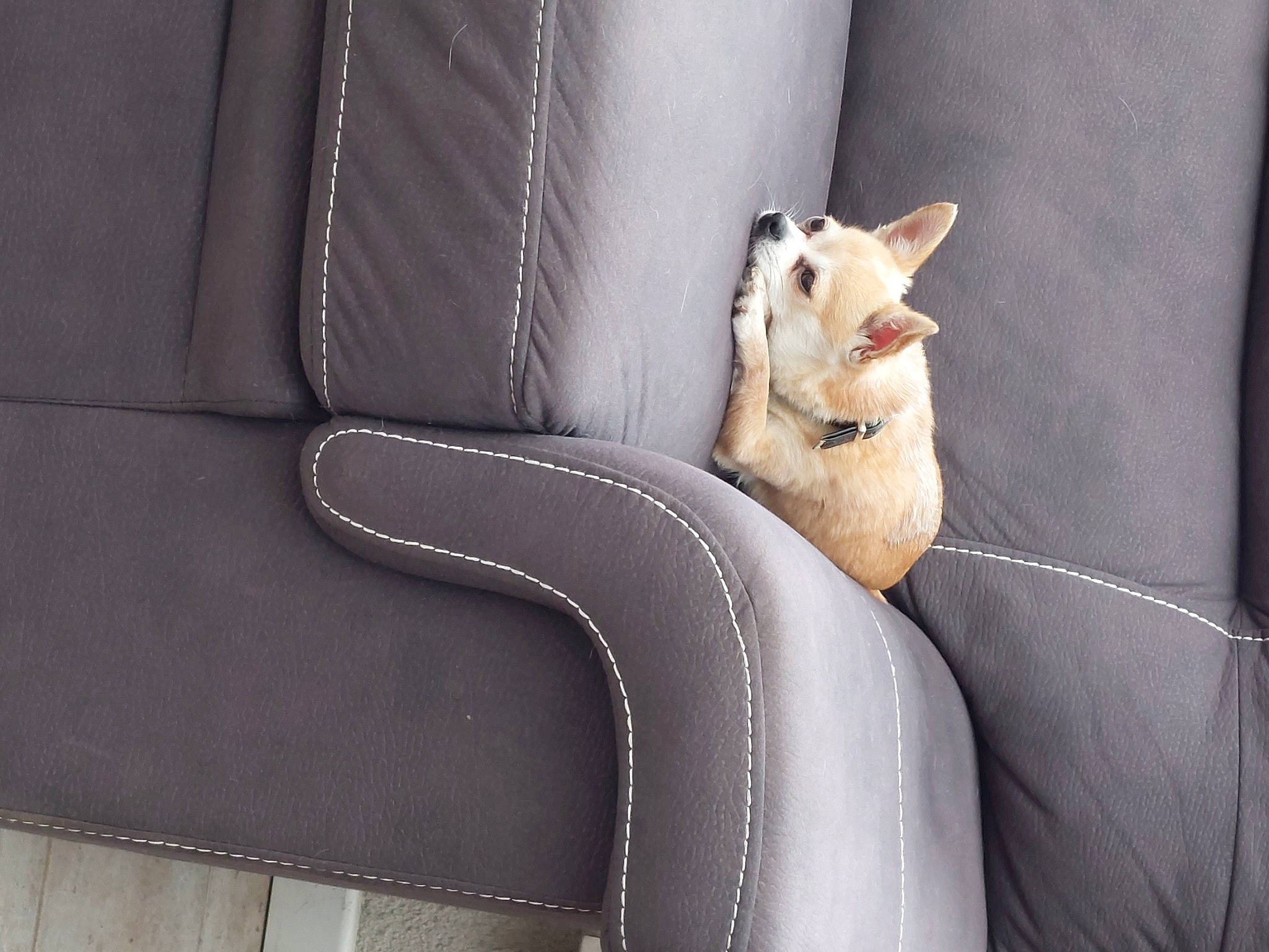 Laly participe au concours pour gagner de l'argent avec cette photo : auto_part, canidae, carnivore, cat, comfort, couch, domestic_short_haired_cat, felidae, flooring, fur, grey, leather, metal, room, sitting, small_to_medium_sized_cats, studio_couch, tail, whiskers, window