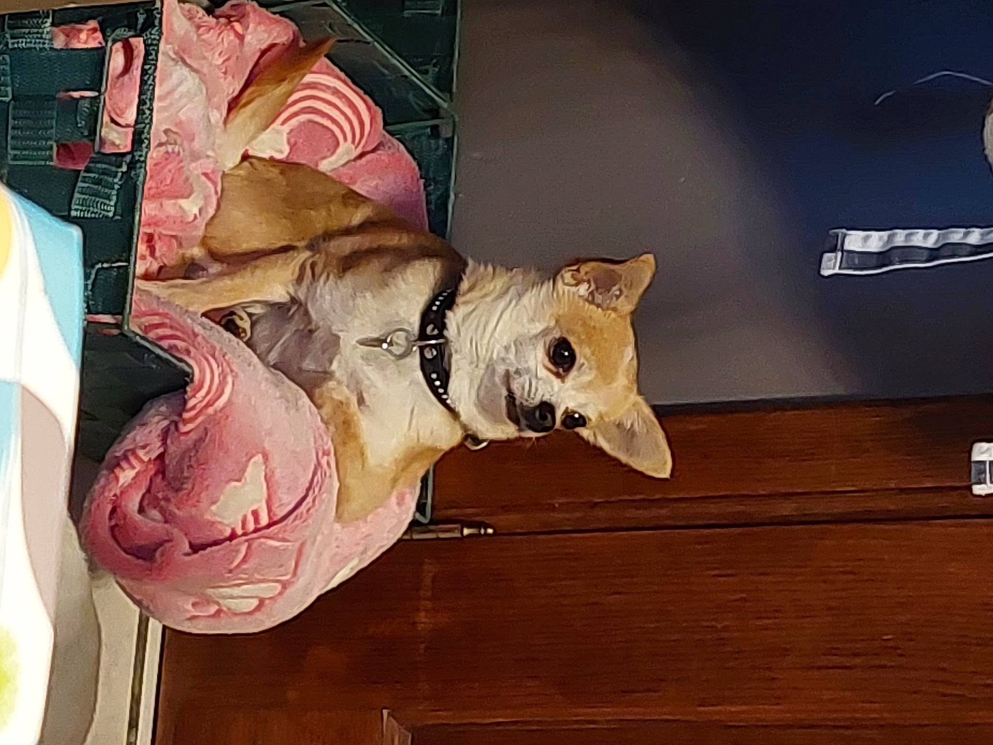 Laly participe au concours pour gagner de l'argent avec cette photo : canidae, carnivore, companion_dog, dog, dog_breed, dog_collar, dog_supply, fawn, felidae, flooring, hardwood, plank, small_to_medium_sized_cats, sporting_group, tail, toy, varnish, whiskers, wood, wood_stain