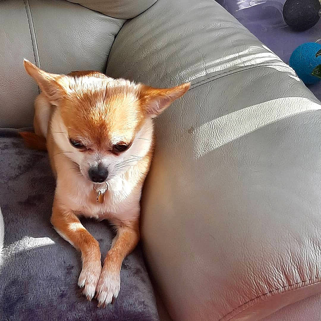 Laly a rejoint le concours — aidez-le/la à gagner de superbes lots ! canidae, carnivore, chihuahua, comfort, companion_dog, corgi_chihuahua, couch, dog, dog_breed, fawn, felidae, fur, pattern, sporting_group, tail, terrestrial_animal, toy_dog, whiskers, wood, working_animal