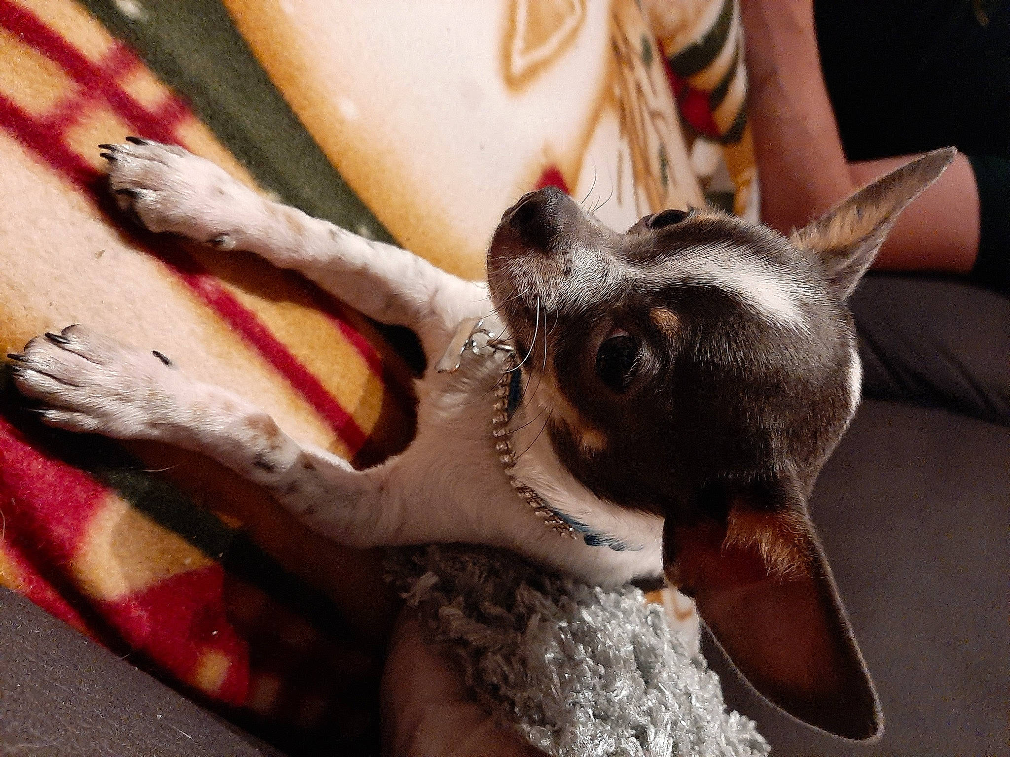 Roméo a rejoint le concours — aidez-le/la à gagner de superbes lots ! carmine, carnivore, claw, companion_dog, dog, dog_breed, ear, eyelash, fawn, flesh, fur, gesture, human_leg, nail, snout, sporting_group, toy_dog, whiskers, working_animal, wrist