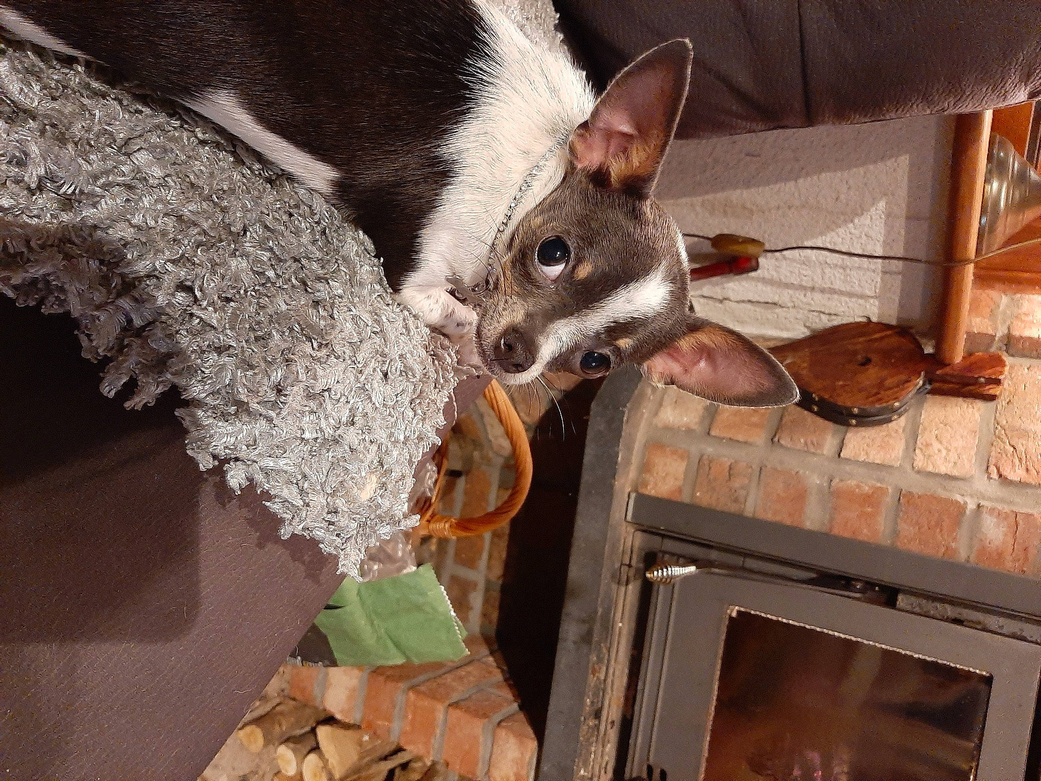 Roméo participe au concours pour gagner de l'argent avec cette photo : canidae, carnivore, dog, dog_breed, ear, fawn, felidae, fire_screen, fur, gas, hearth, home_appliance, kitchen_appliance, snout, stove, tail, television, whiskers, wood, wood_burning_stove