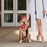 Honey is registered to the contest to win money with this photo: 2024, animal, bandana, brick_wall, cap, celebration, dog, glass_doors, graduation, graduation_ceremony, high_heels, leash, legs, outdoor, person, pet, proud, sidewalk, smiling_dog, white_gown