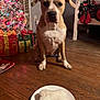 Honey joined the competition — help win amazing prizes! bone_shaped_cake, brown_dog, celebration, christmas_lights, christmas_tree, decorations, dog, festive, flooring, gift_boxes, holiday, home, indoor, pet, plate, sitting, waiting, white_markings, wooden_floor, wrapped_presents