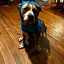 Honey joined the competition — help win amazing prizes! animal, blue, brown, costume, decor, dog, dragon, ears, expression, face, flooring, furniture, home, indoors, pet, quiet, shadow, sitting, white, wooden_floor
