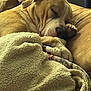 dog, sleeping, blanket, couch, cozy, indoor, pet, resting, brown, fur, paw, snug, relaxation, comfort, home, animal, peaceful, closeup, cute, nap