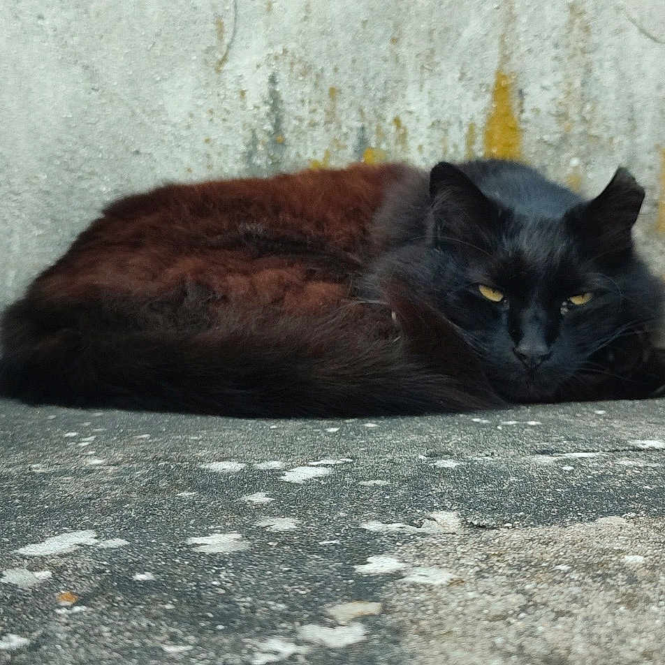 Fripouille a rejoint le concours — aidez-le/la à gagner de superbes lots ! angora, animal, architecture, bird, blackbird, blackcat, building, cat, kitten, manx, pet, road, slate, wall