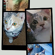 Cutsey is registered to the contest to win money with this photo: cat, collage, pet, animal, curious, indoor, outdoor, feline, whiskers, ears, eyes, fur, collar, closeup, portrait, domestic, cute, playful, blurry, background