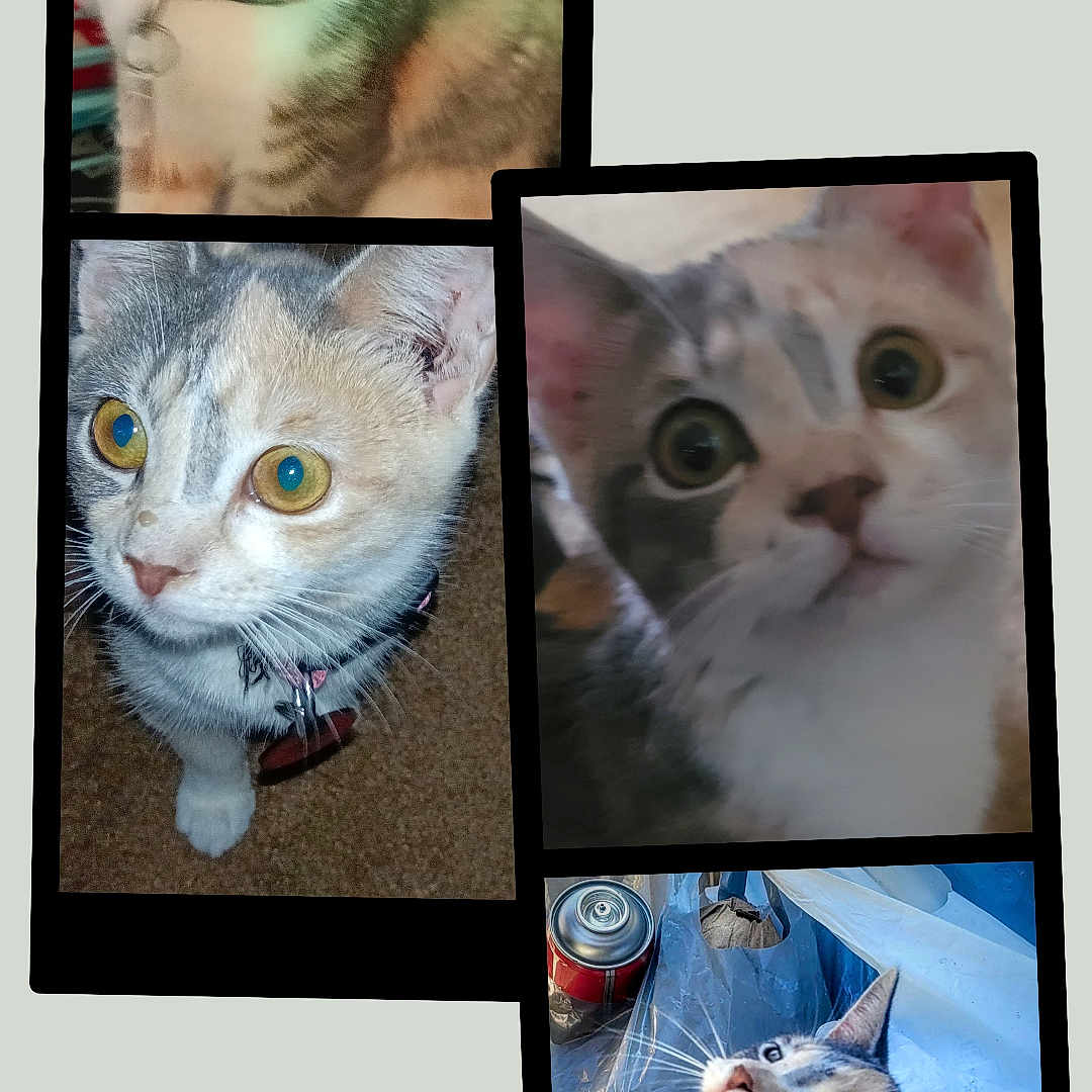 Cutsey is registered to the contest to win money with this photo: animal, background, blurry, cat, closeup, collage, collar, curious, cute, domestic, ears, eyes, feline, fur, indoor, outdoor, pet, playful, portrait, whiskers