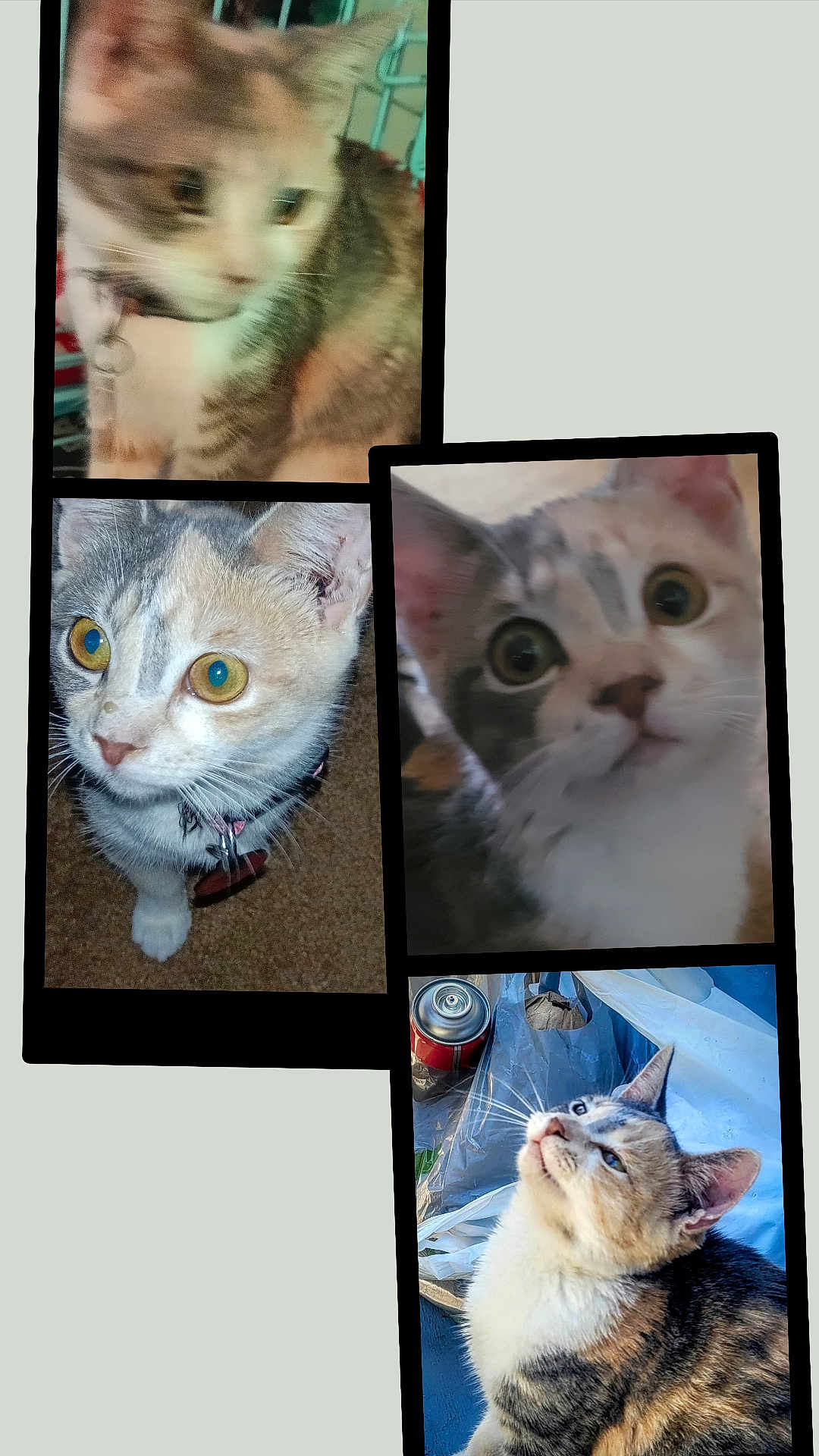 Cutsey is registered to the contest to win money with this photo: cat, collage, pet, animal, curious, indoor, outdoor, feline, whiskers, ears, eyes, fur, collar, closeup, portrait, domestic, cute, playful, blurry, background