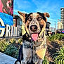dog, pet, tongue_out, close_up, happy, ears, collar, leash, hand, urban, building, blue_sky, plants, sidewalk, portrait, eyes, nose, sunlit, signage, outdoor