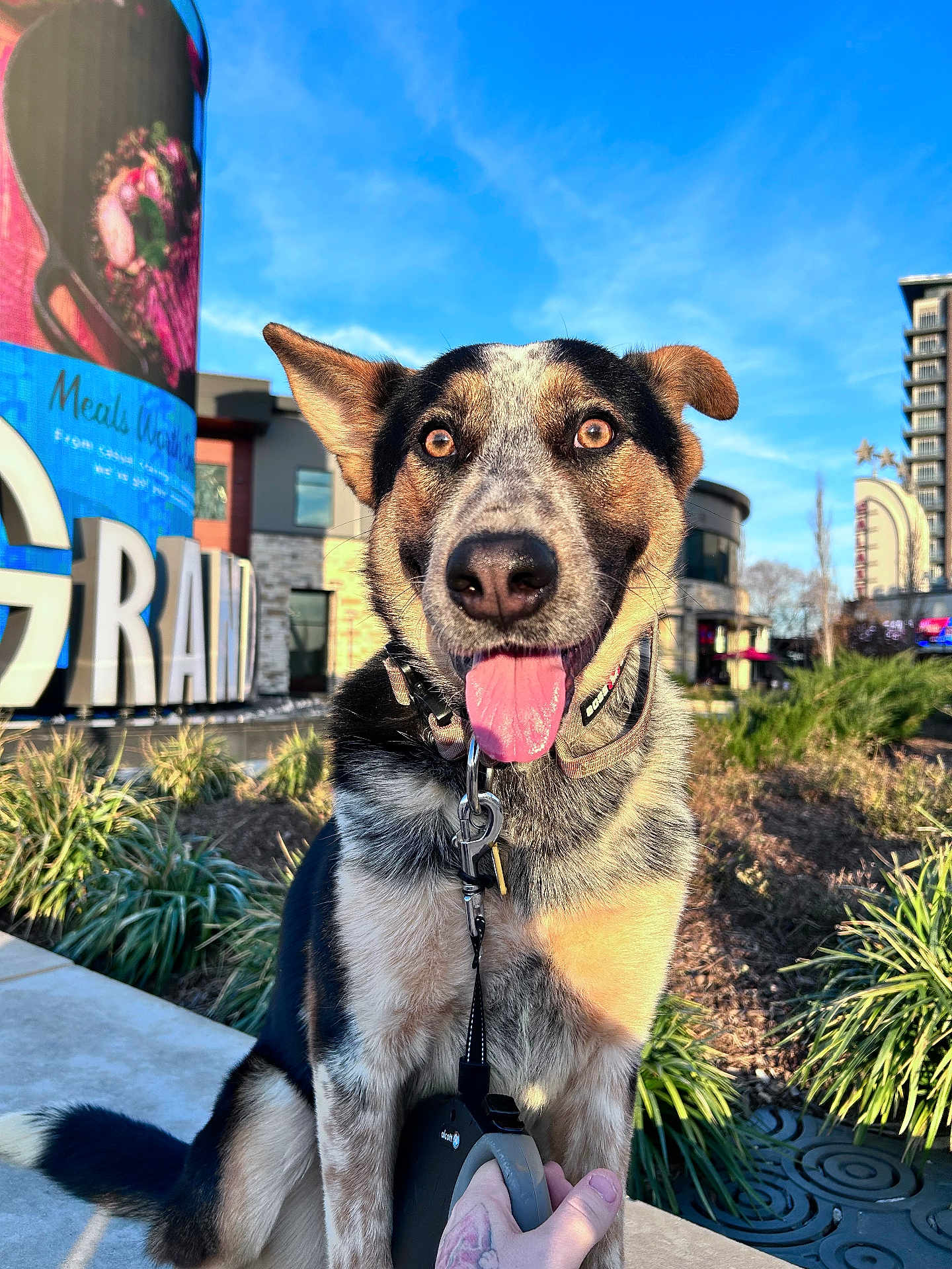 Ozzy joined the competition — help win amazing prizes! dog, pet, tongue_out, close_up, happy, ears, collar, leash, hand, urban, building, blue_sky, plants, sidewalk, portrait, eyes, nose, sunlit, signage, outdoor
