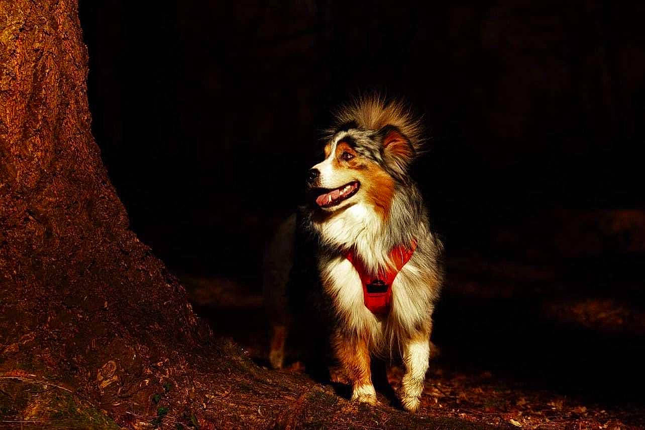 Mango participe au concours pour gagner de l'argent avec cette photo : carnivore, collie, companion_dog, dog, dog_breed, fang, felidae, flash_photography, grass, herding_dog, roar, rough_collie, scotch_collie, snout, soil, sporting_group, terrestrial_animal, whiskers, working_animal, yawn