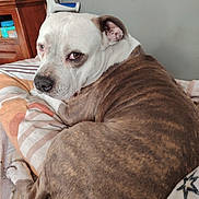 Pink a rejoint le concours — aidez-le/la à gagner de superbes lots ! animal, bed, blanket, books, brindle_coat, comfort, cozy, dog, ear, expression, furniture, household_items, indoor, looking_back, nose, paw, pet, resting, white_coat, wooden_nightstand