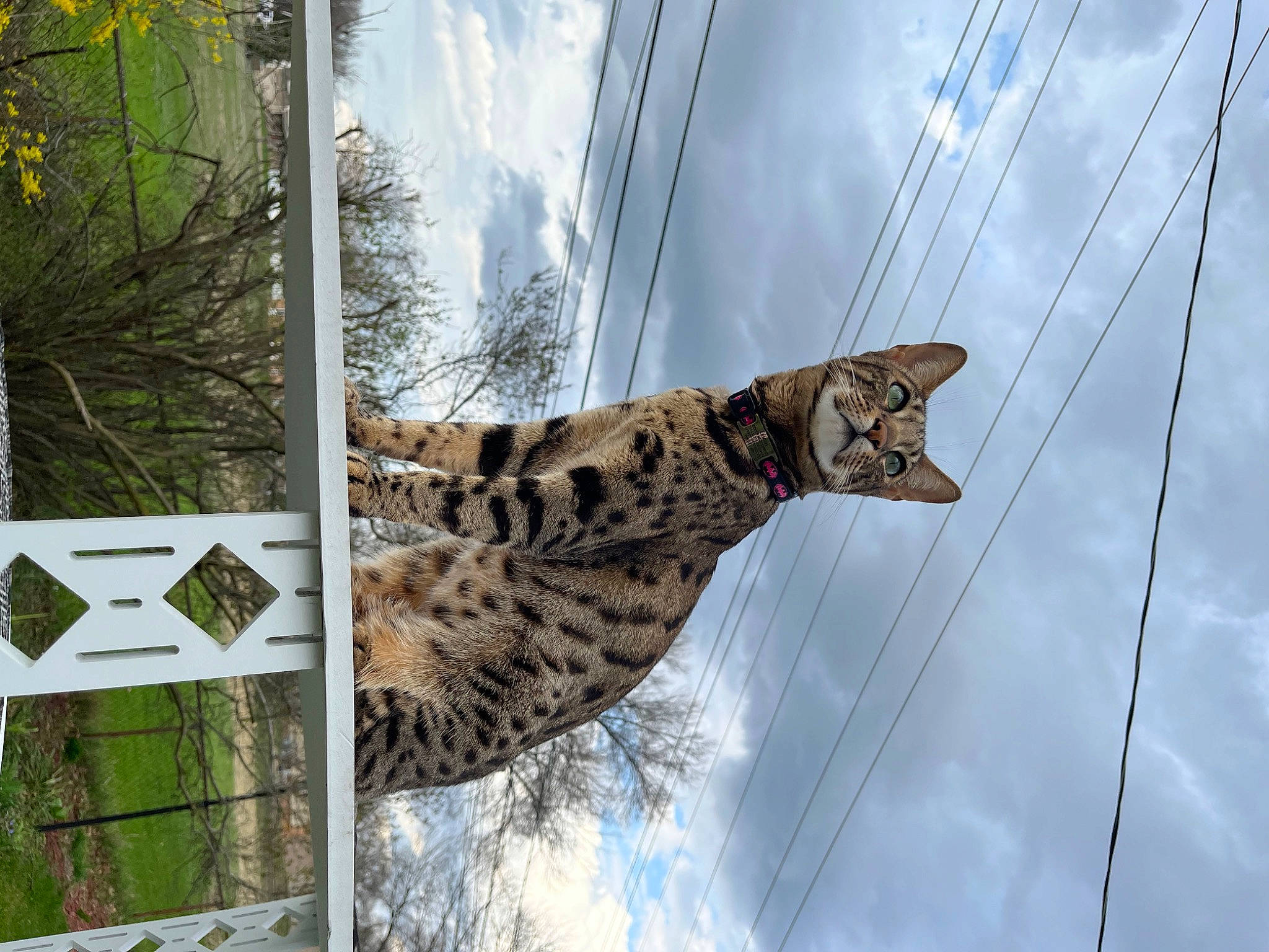 Lemon joined the competition — help win amazing prizes! big_cats, branch, carnivore, cloud, eye, felidae, leopard, line, plant, sky, small_to_medium_sized_cats, snout, snow_leopard, tail, tree, trunk, twig, whiskers, window, wood