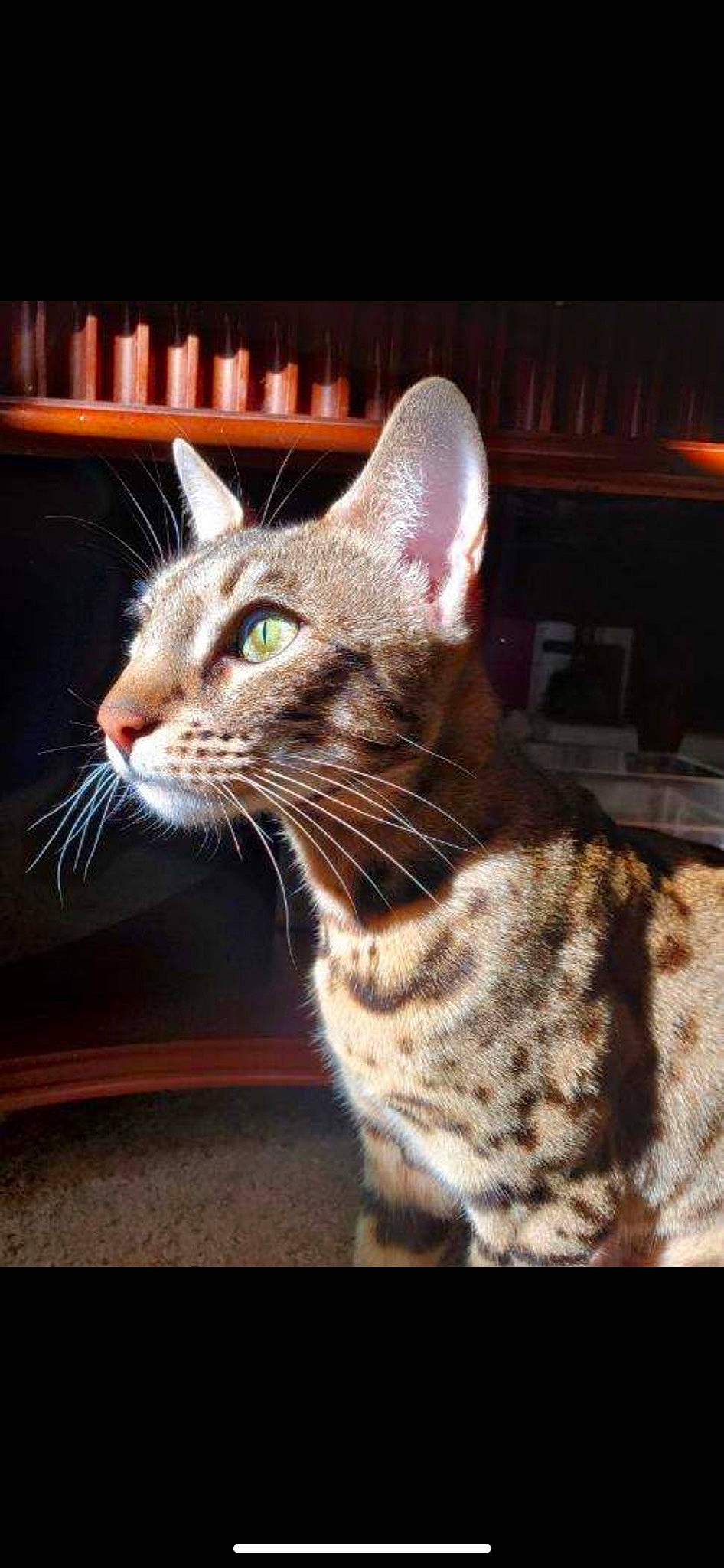 Lemon joined the competition — help win amazing prizes! carnivore, cat, claw, darkness, domestic_short_haired_cat, felidae, fur, grass, paw, rectangle, sitting, small_to_medium_sized_cats, snout, tail, terrestrial_animal, vertebrate, whiskers, wildlife, window