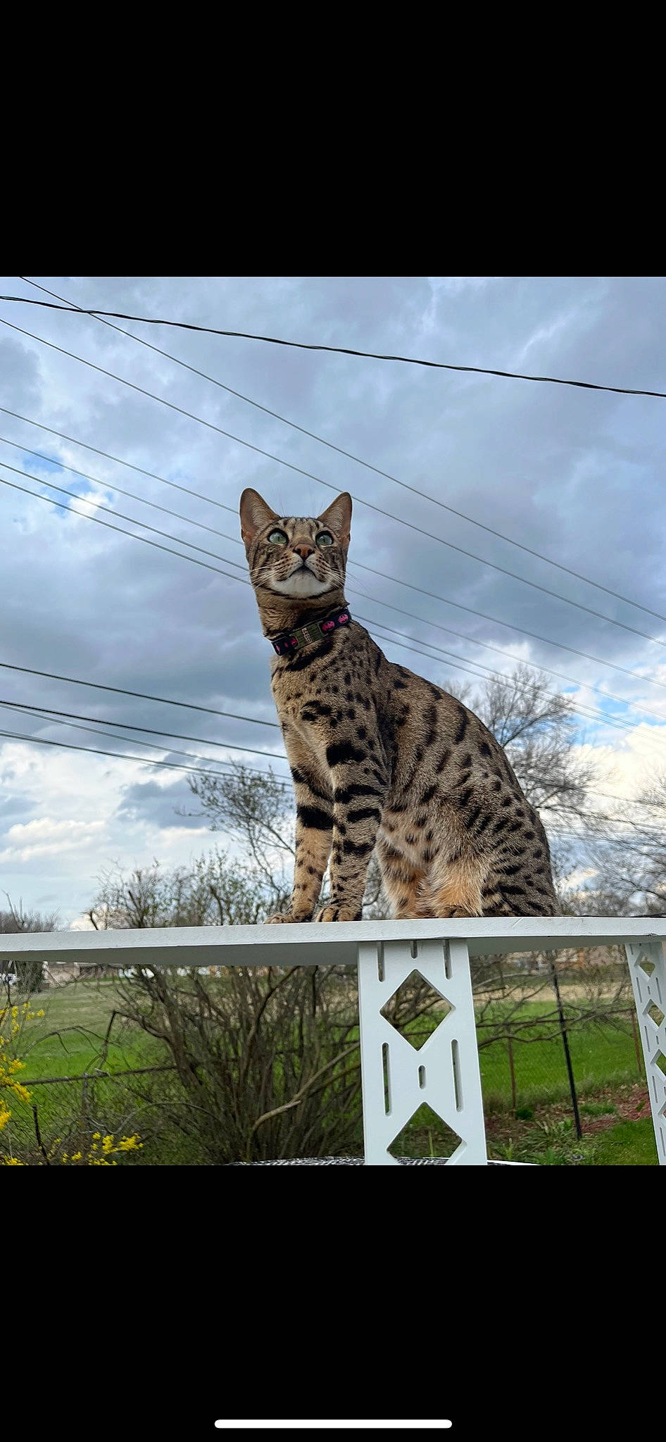 Lemon joined the competition — help win amazing prizes! carnivore, cat, cloud, domestic_short_haired_cat, fawn, felidae, fur, grass, lynx, paw, plant, sky, small_to_medium_sized_cats, snout, tail, terrestrial_animal, tree, whiskers, wildlife, wood