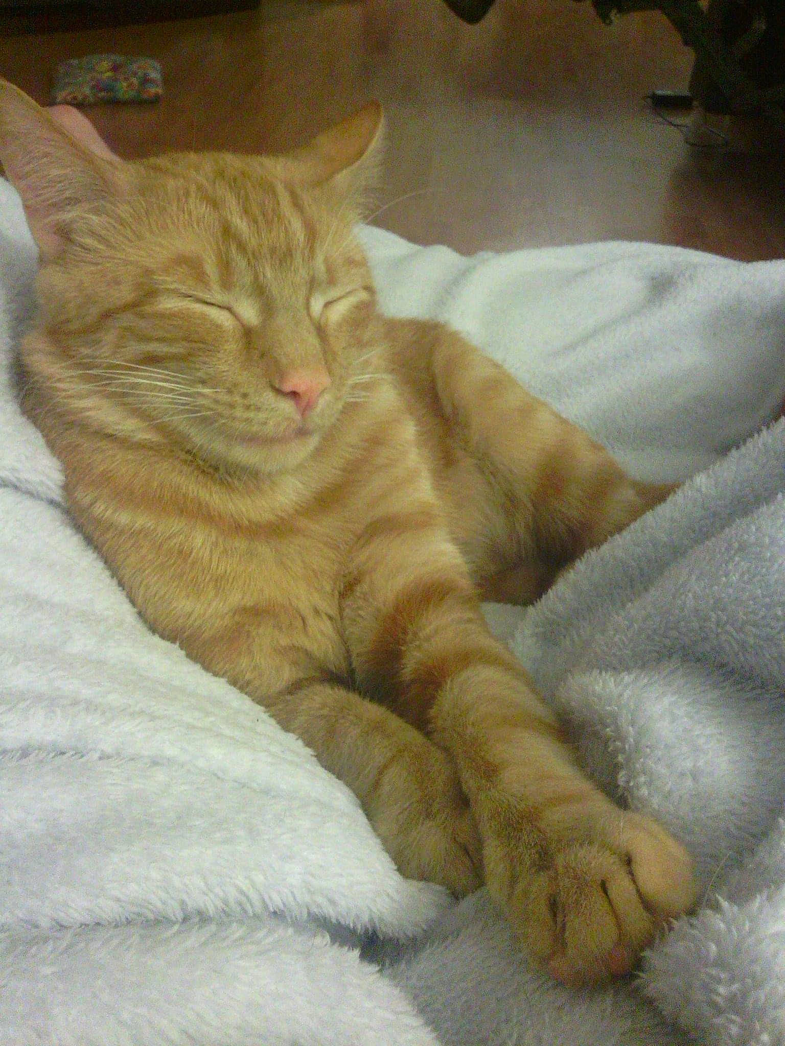 Cyrus is registered to the contest to win money with this photo: carnivore, cat, cat_bed, claw, comfort, domestic_short_haired_cat, fawn, felidae, fur, nap, paw, sitting, sleep, small_to_medium_sized_cats, snout, tail, terrestrial_animal, whiskers, wrinkle