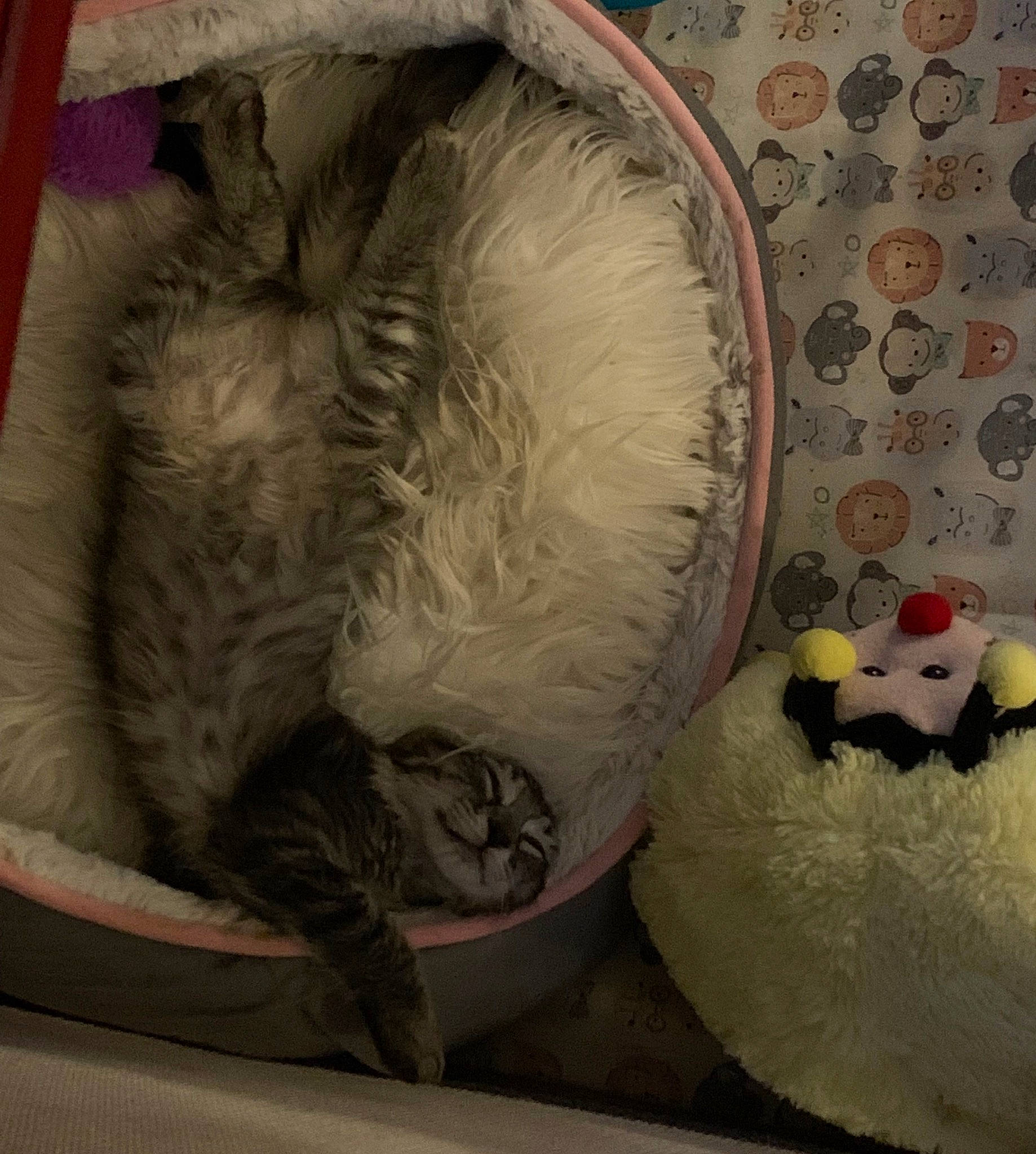 Lilly joined the competition — help win amazing prizes! art, basket, carnivore, cat, cat_bed, cat_supply, circle, comfort, companion_dog, domestic_short_haired_cat, felidae, fur, linens, nap, room, small_to_medium_sized_cats, tail, textile, visual_arts, whiskers