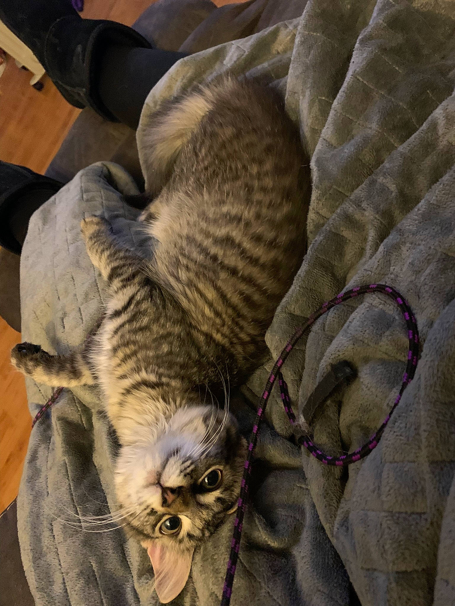 Lilly joined the competition — help win amazing prizes! carnivore, cat, claw, comfort, domestic_short_haired_cat, felidae, fur, grey, linens, nap, paw, sleep, small_to_medium_sized_cats, tail, terrestrial_animal, whiskers, wood