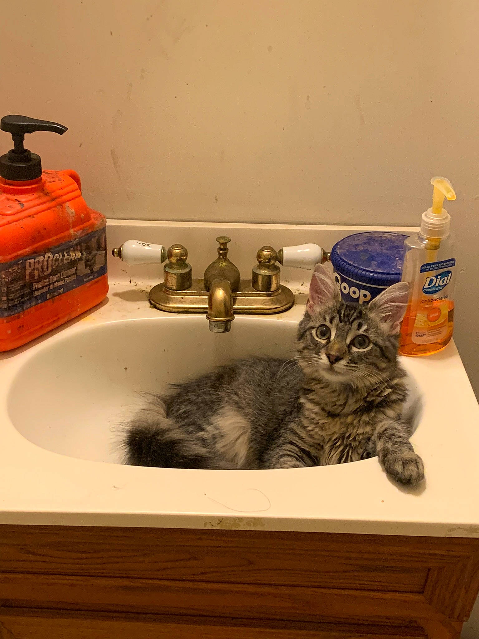 Lilly joined the competition — help win amazing prizes! bathroom, bathroom_sink, carnivore, cat, domestic_short_haired_cat, felidae, fluid, fur, gas, liquid, plumbing, plumbing_fitting, plumbing_fixture, rectangle, room, sink, small_to_medium_sized_cats, tail, tap, whiskers
