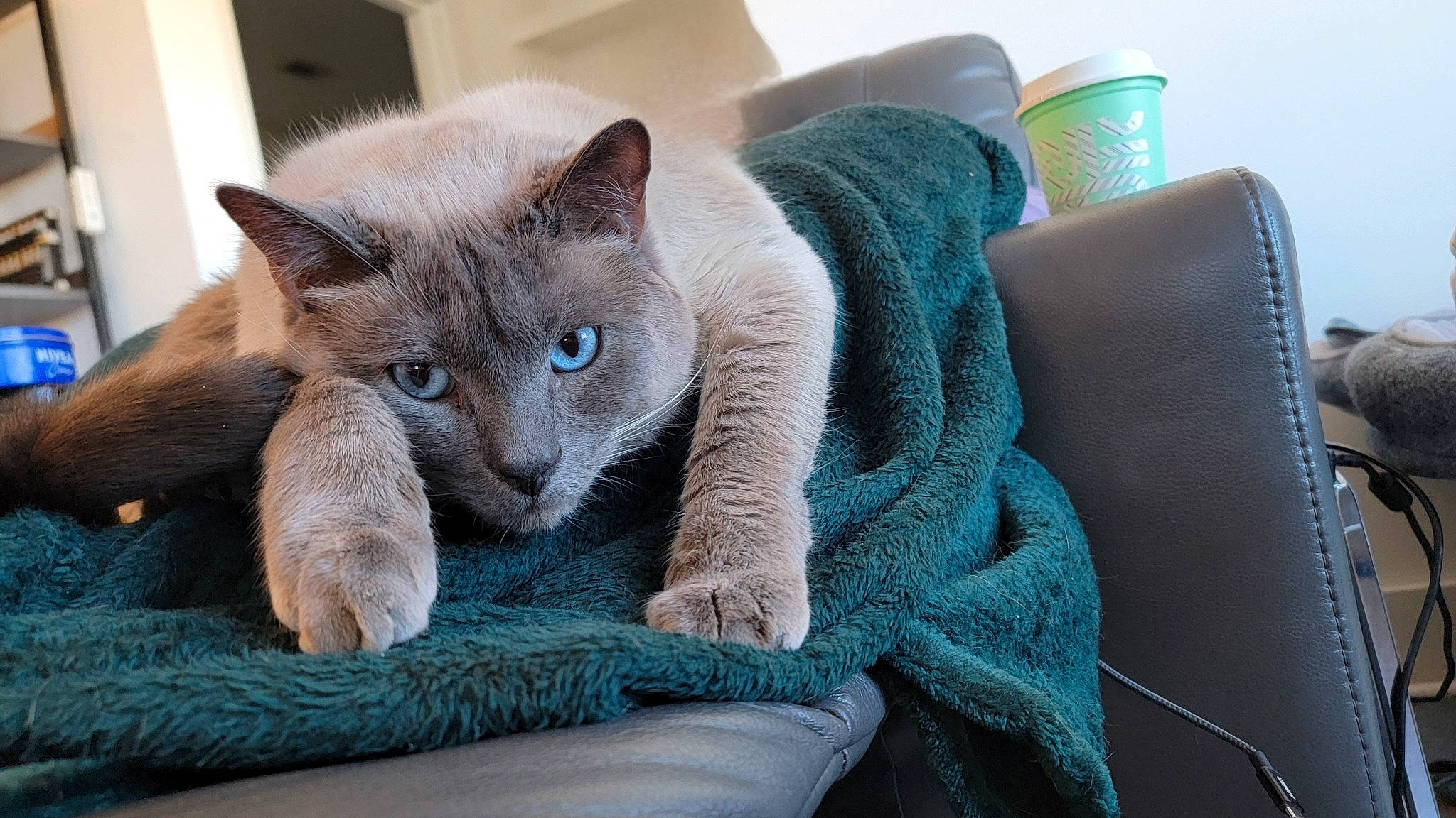 Ash joined the competition — help win amazing prizes! azure, carnivore, cat, cat_bed, cat_furniture, cat_supply, comfort, domestic_short_haired_cat, electric_blue, fawn, felidae, fur, grey, home_accessories, russian_blue, small_to_medium_sized_cats, snout, tail, whiskers, window