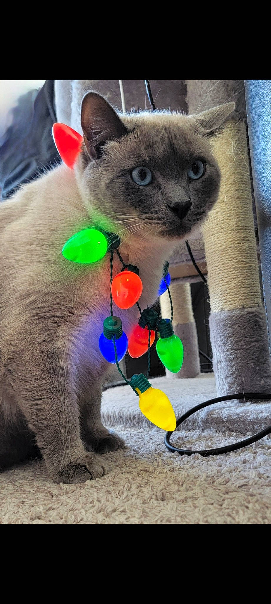 Ash is registered to the contest to win money with this photo: bow_tie, carnivore, cat, cat_supply, cat_toy, claw, collar, domestic_short_haired_cat, fawn, felidae, fur, grey, paw, pet_supply, russian_blue, small_to_medium_sized_cats, snout, tail, terrestrial_animal, whiskers