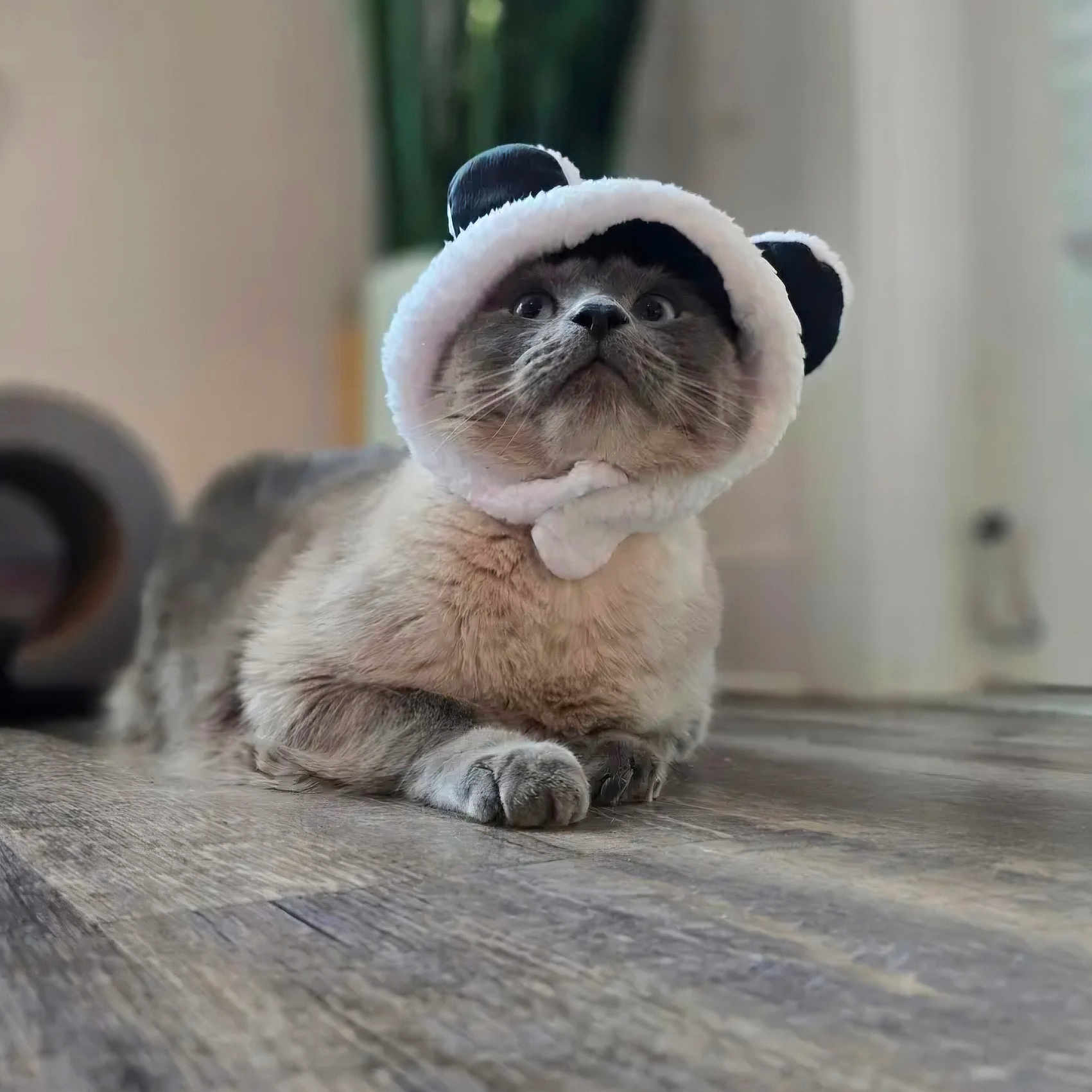 Ash is registered to the contest to win money with this photo: animal, canine, cat, clothing, dog, dogbed, hardwood, hat, indoors, interiordesign, kitten, manx, person, pet, puppy, rabbit, sleeping, snout, stainedwood, wood
