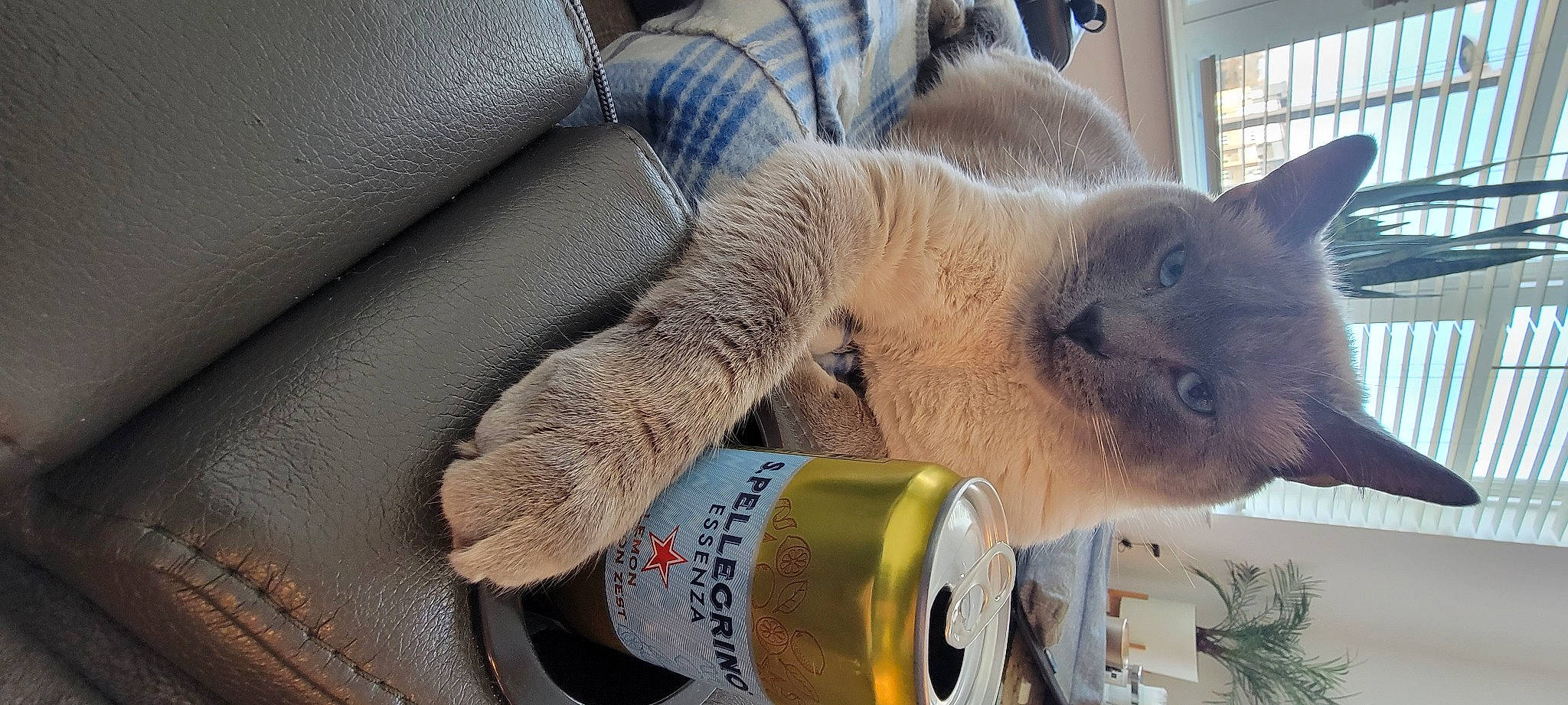 Ash is registered to the contest to win money with this photo: bottle, carnivore, cat, domestic_short_haired_cat, drink, drinking, drinkware, fawn, felidae, fluid, fur, gas, plant, small_to_medium_sized_cats, snout, tail, thai, water, whiskers, window