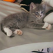 Stormy joined the competition — help win amazing prizes! animal, bed, blanket, cat, comfortable, cozy, cute, domestic_cat, feline, gray_cat, indoor, kitten, pet, plush_toys, resting, sleepy, soft_toys, stuffed_animals, white_paws, young_cat