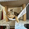 Alfy participe au concours pour gagner de l'argent avec cette photo : cat, tabby_cat, cat_tree, hammock, indoor, pet, feline, fur, whiskers, relaxed, plush, animal, curious, looking_away, home, radiator, toy_basket, vertical, soft_texture, resting