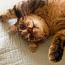 cat, tabby, pet, animal, fur, whiskers, paw, cute, relaxed, lying_down, bed, blanket, indoor, closeup, curious, feline, mammal, soft_texture, resting, domestic_cat