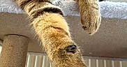 Alfy a rejoint le concours — aidez-le/la à gagner de superbes lots ! animal, cat, cat_tree, claws, closeup, cozy, curious, feline, fur, home, indoor, paw, pet, playful, relaxed, soft, stretching, tabby, vertical, whiskers