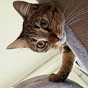 Alfy participe au concours pour gagner de l'argent avec cette photo : cat, tabby_cat, pet, animal, whiskers, ears, curious, feline, indoor, cat_tree, soft_texture, closeup, paw, looking, playful, cute, face, fur, claws, household