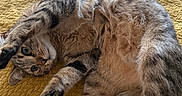 Alfy a rejoint le concours — aidez-le/la à gagner de superbes lots ! cat, tabby_cat, pet, hand, ring, yellow_blanket, stretching, indoor, floor, toy, colorful, cozy, fur, playful, paw, tail, relaxed, human_interaction, domestic, comfortable