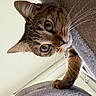 cat, tabby_cat, pet, animal, feline, whiskers, ears, paw, curious, indoor, cat_tree, carpeted, climbing, looking, close_up, cute, playful, fur, eyes, household