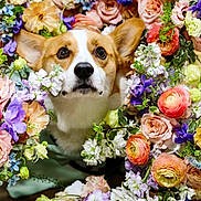 Hank joined the competition — help win amazing prizes! adorable, animal, bouquet, close_up, colorful, corgi, cute, dog, face, flowers, fluffy, greenery, leaf, nature, outdoor, pet, plant, portrait, spring, vibrant