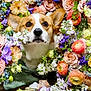 adorable, animal, bouquet, close_up, colorful, corgi, cute, dog, face, flowers, fluffy, greenery, leaf, nature, outdoor, pet, plant, portrait, spring, vibrant