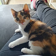 Vanille a rejoint le concours — aidez-le/la à gagner de superbes lots ! animal, black_pants, calico, casual, cat, curious, cute, floor, fur, indoor, kitten, lap, person, pet, pink_sneakers, relaxing, resting, whiskers, window, young