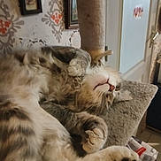 Micheline Francois a rejoint le concours — aidez-le/la à gagner de superbes lots ! animal, cat, cat_tree, cozy, cute, decor, door, feline, fluffy, fur, home, indoor, paw, pet, relaxed, resting, sleeping, tabby, wallpaper, whiskers