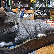 Bello a rejoint le concours — aidez-le/la à gagner de superbes lots ! animal, background, cat, chair, chips_bag, decor, ears, fur, furniture, gray_tabby, household, indoor, kitchen, paws, pet, relaxed, table, tray, whiskers, wooden_tray