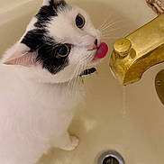 Snoopy is registered to the contest to win money with this photo: cat, black_and_white_cat, bathtub, faucet, water_drip, pet, animal, whiskers, curious, indoor, close_up, tongue_out, domestic_cat, cute, mischievous, looking_up, white_fur, black_fur, collar, drinking_water