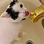 cat, black_and_white_cat, bathtub, faucet, water_drip, pet, animal, whiskers, curious, indoor, close_up, tongue_out, domestic_cat, cute, mischievous, looking_up, white_fur, black_fur, collar, drinking_water
