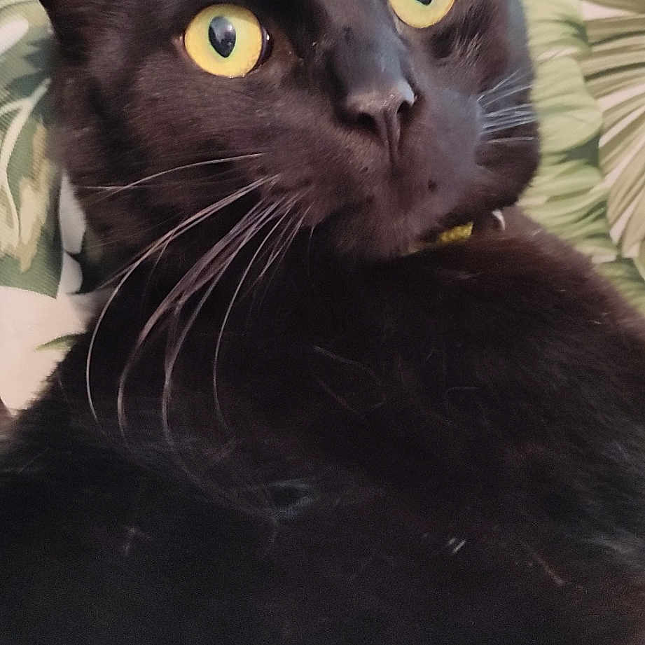 Salem